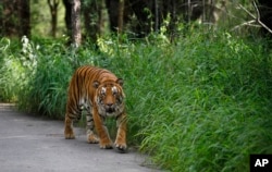 FILE - A Bengal tiger walks along a road ahead on Global Tiger Day in the jungles of Bannerghatta National Park, 25 kilometers (16 miles) south of Bangalore, India, July 29, 2015.