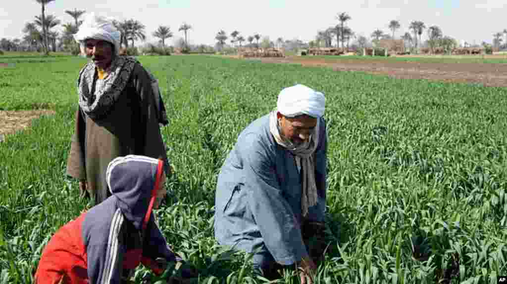 The Nile has allowed agriculture to flourish for millenia, but a farmer's life remains hard . Near Kafr Torky, February 13, 2011 (VOA photo - E. Arrott)