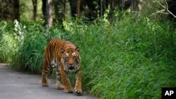 FILE - A Bengal tiger walks along a road in the jungles of Bannerghatta National Park, 25 kilometers (16 miles) south of Bangalore, India, July 29, 2015. 