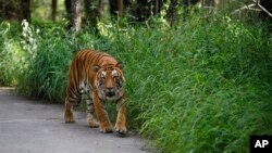 FILE - A Bengal tiger walks along a road ahead on Global Tiger Day in the jungles of Bannerghatta National Park, 25 kilometers (16 miles) south of Bangalore, India, July 29, 2015. 