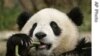 Washington, Atlanta Bid Farewell To Popular Pandas