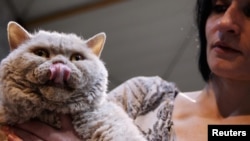 A woman holds her Selkirk Rex at cat exhibition in Fleurus, Belgium, Jan. 28, 2012.