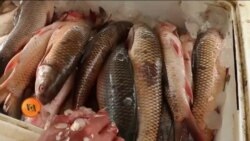 دریائی آلودگی سے مچھلیوں کی افزائش میں کمی