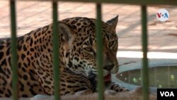 Muy pocas personas visitan en estos días el Zoológico Nacional de Nicaragua, en Managua, debido a la pandemia de COVID-19. [Foto: Donaldo Hernández/VOA]