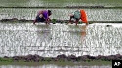 Farmers plant saplings in a rice field at Rajpur village in the western Indian state of Gujarat, July 10, 2011