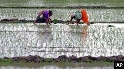 Farmers plant saplings in a rice field at Rajpur village in the western Indian state of Gujarat, July 10, 2011