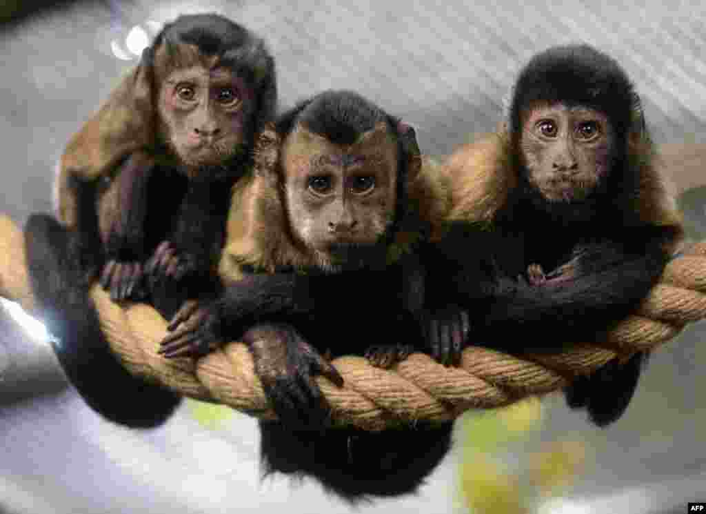 Brown Capuchin monkeys sit on a rope in an enclosure at the city zoo in Saint Petersburg, Russia.