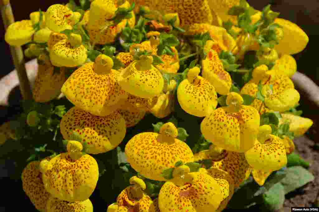 پیلے رنگ کا پھولوں کی ایک اور قسم