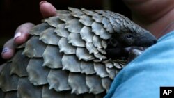 FILE - A pangolin from the Johannesburg Wildlife Veterinary Hospital is taken to a nearby field to forage for food near Johannesburg, March 16, 2018. 