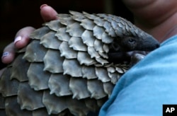FILE - A pangolin from the Johannesburg Wildlife Veterinary Hospital is taken to a nearby field to forage for food near Johannesburg, March 16, 2018. Their scales — made of keratin, the same material as in human fingernails — are in high demand for Chinese traditional medicine, to allegedly cure several ailments, although there is no scientific backing for these beliefs.