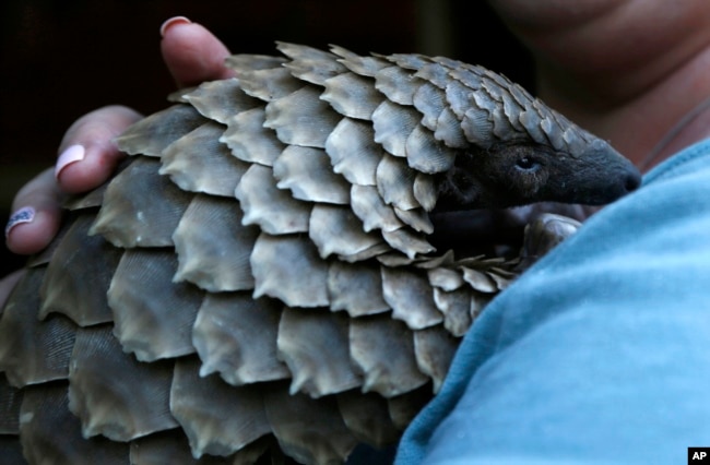FILE - A pangolin from the Johannesburg Wildlife Veterinary Hospital is taken to a nearby field to forage for food near Johannesburg, March 16, 2018. Their scales — made of keratin, the same material as in human fingernails — are in high demand for Chinese traditional medicine, to allegedly cure several ailments, although there is no scientific backing for these beliefs.
