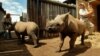 В ЮАР убито рекордное число носорогов