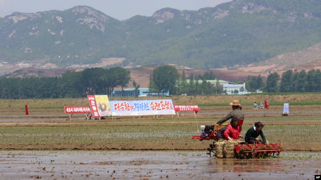 북한 남포 청산리 협동농장에서 농부들이 모내기를 하고 있다. (자료사진)