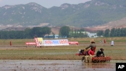 지난해 5월 북한 남포 청산리 협동농장에서 농부들이 모내기를 하고 있다.