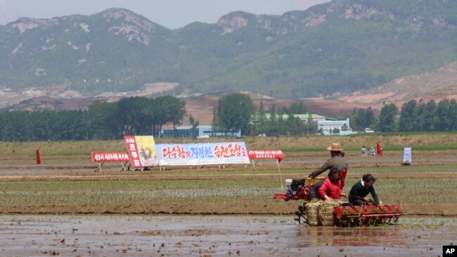 지난해 5월 북한 남포 청산리 협동농장에서 농부들이 모내기를 하고 있다.