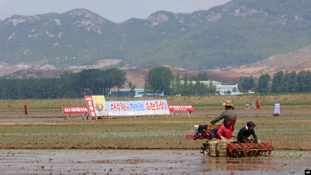 지난 2020년 5월 북한 남포 청산리 협동농장에서 농부들이 모내기를 하고 있다. (자료사진)