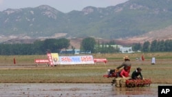지난 2020년 5월 북한 남포 청산리 협동농장에서 농부들이 모내기를 하고 있다. (자료사진)