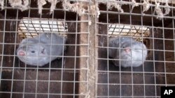 In this Feb. 12, 2013 photo two minks in cages at Bob Zimbal's fur farm in Sheboygan Falls, Wisconsin. 