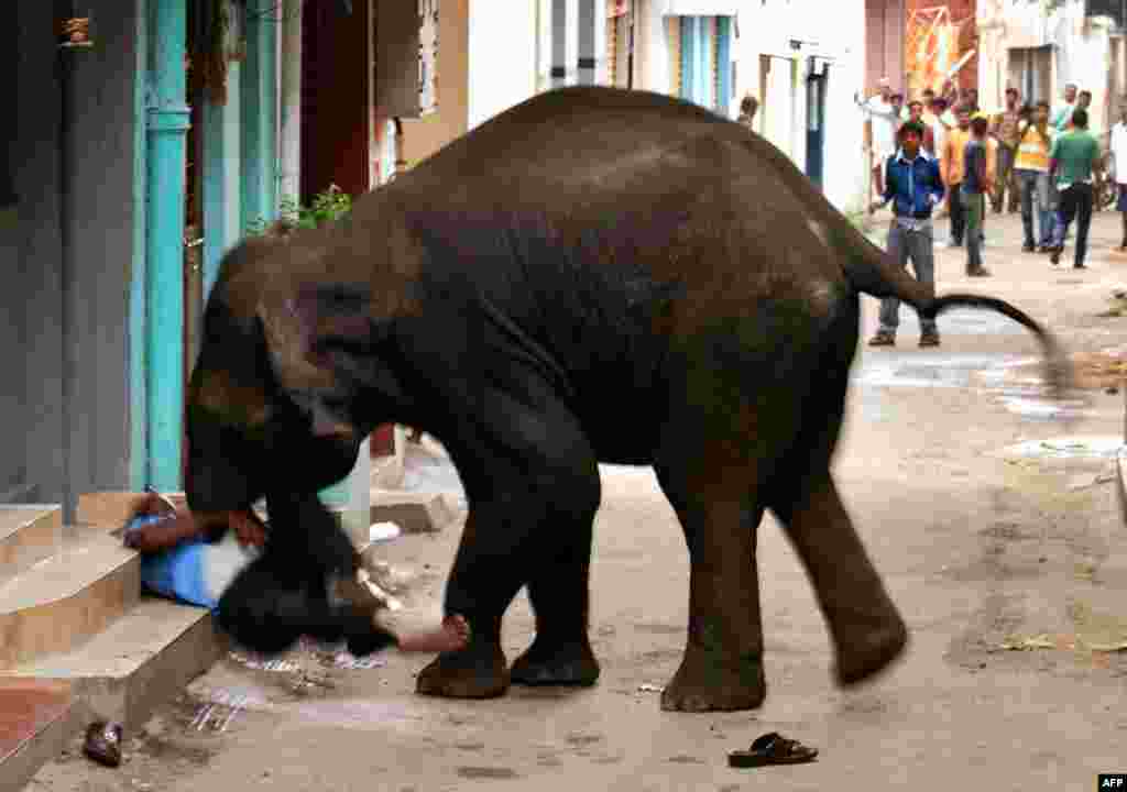 June 8: A wild elephant gores a security guard to death in Mysore, southern India. Two wild elephants have gone on a rampage and government officials are trying to tranquilize the animals. (AP Photo)