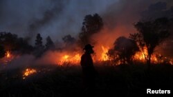 انڈونیشیا کے جزیرے سماٹرا میں فائر فائٹر جنگل میں لگی آگ بچھانے کی کوشش کر رہے ہیں۔ 4 اگست 2017