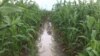Déby appelle à la rentabilité agricole en Afrique