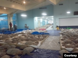 Thousands of cold-stunned sea turtles are being rescued in South Padre Island, Texas. (Photo courtesy of Sea Turtle Inc.)