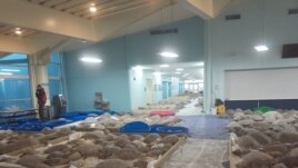 Here are more sea turtles rescued in South Padre Island, Texas. Rescued sea turtles are cold-stunned and need to warm up before released back into the water. (Photo courtesy of Sea Turtle Inc.)