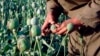 افغانستان، برما و لاوس بزرگترین تولید کنندگان تریاک