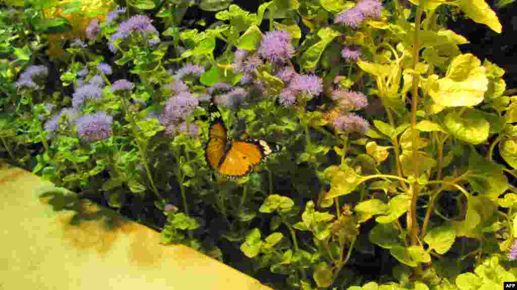 Amerikan Doğa Tarihi Müzesi: Kelebekler