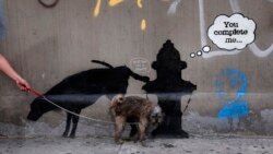 A dog urinates on a new work by British graffiti artist Banksy on West 24th street in New York City, October 3, 2013. Three new works by the street graffiti artist have appeared in New York City this week after Banksy announced a month-long residency in N