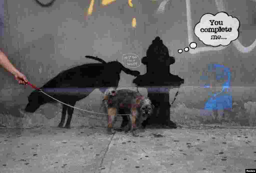 Seekor anjing mengencingi sebuah karya baru seniman grafiti Inggris Banksy di Jalan Barat 24 di New York City, 3 Oktober 2013.