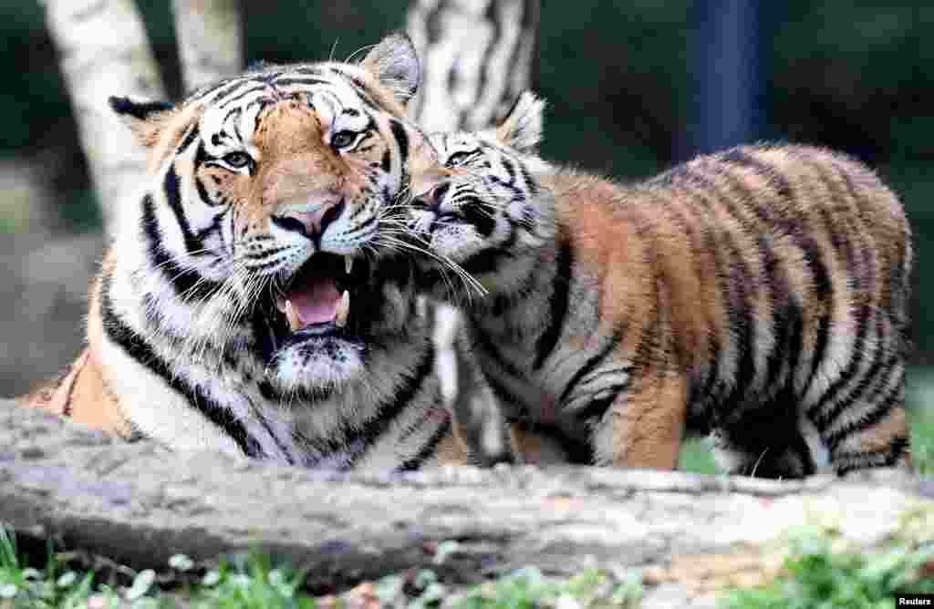 Seekor bayi harimau bertemu dengan ayahnya untuk pertama kalinya di kebun binatang Hagenbecks, Hamburg, Jerman.&nbsp;