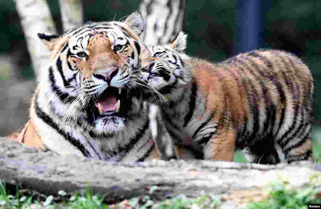 A Tiger cub meets its father, "Yasha," for the first time, in Hagenbecks Zoo in Hamburg, Germany