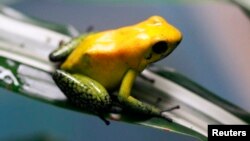 An endangered poison frog (Phyllobates terribilis) is seen at the Santa Fe Zoo in Medellin, Colombia, Jan. 15, 2013. 