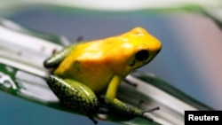 Một loại ếch độc có nguy cơ bị tuyệt chủng