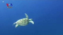 Plastic in World's Ocean Killing Young Sea Turtles