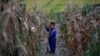北韓大饑荒邊緣徘徊？將罕見召開中央全會討論農業問題