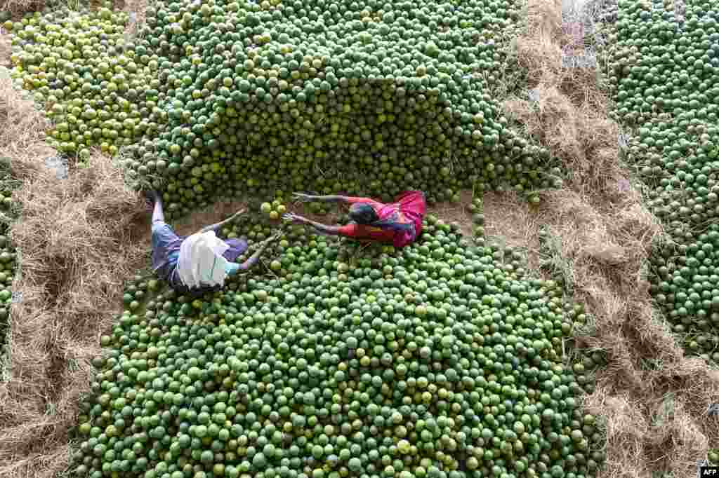 Indian laborers select &#39;Mosambis&#39; fruits, also called sweet oranges, at Gaddiannaram fruit market on the outskirts of Hyderabad.