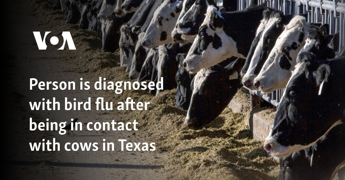 Person is diagnosed with bird flu after being in contact with cows in Texas