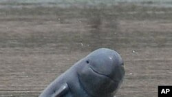 The critically endangered Mekong River Irrawaddy dolphin.