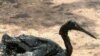 Plazhet e Floridës të rrezikuara nga rrjedhja e naftës