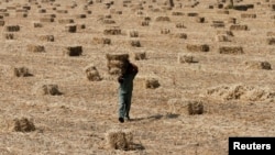 FILE - A worker carries a bale of dry millet at a field on the outskirts of the western Indian city of Ahmedabad, Nov. 17, 2011. 