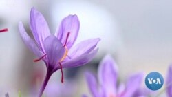Iran Looking to Boost Exports of Its 'Red Gold' Saffron