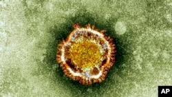 Coronavirus dilihat melalui mikroskop. Virus ini sekeluarga dengan virus penyebab flu biasa dan SARS. Di Arab Saudi 43 orang dilaporkan tewas akibat virus terkait SARS.