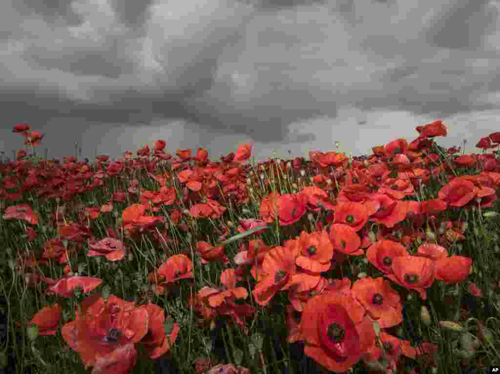 Dark rain clouds move across a field with blooming poppies near the little village of Hasenfelde, eastern Germany.