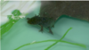 Tanaman Penyaring Air Lestarikan Habitat Salamander Meksiko