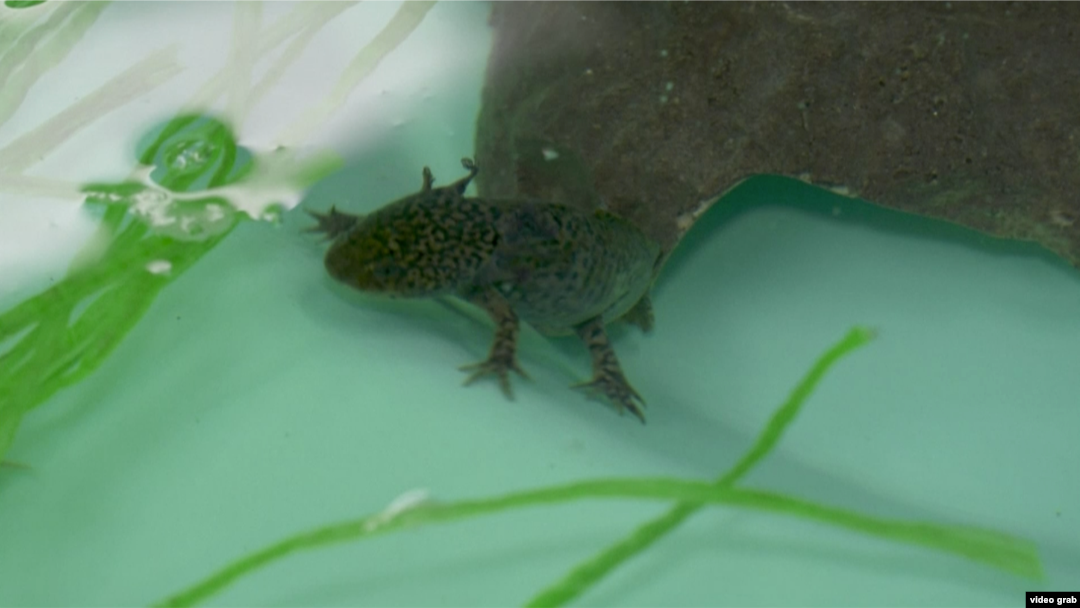 Laboratorium upaya pelestarian "Axolotl Mexico" sejenis salamander besar, di wilayah perairan Xochimilco, Mexico City. (Foto: AP/videograb)