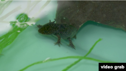 Laboratorium upaya pelestarian "Axolotl Mexico" sejenis salamander besar, di wilayah perairan Xochimilco, Mexico City. (Foto: AP/videograb)