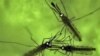 Sterilizing Mosquitos Could Save Thousands of Lives