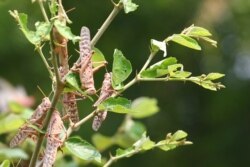 ​ ​ El insecto herbívoro tienen la capacidad de migrar más de 150km diarios. [Foto: Archivo] ​ ​